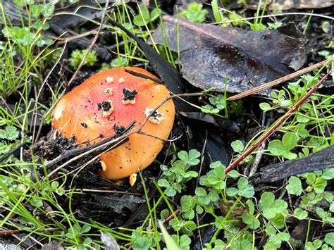 Amanita Mushrooms From Hilltop Dr Upper Sturt SA AU On June 27 2022