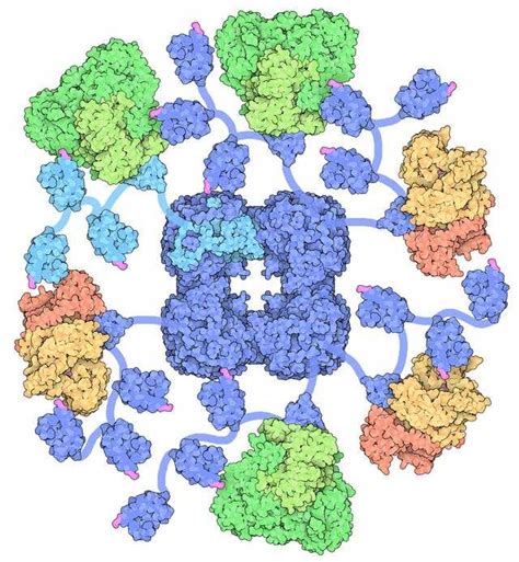 Pyruvate dehydrogenase complex - Wikiwand