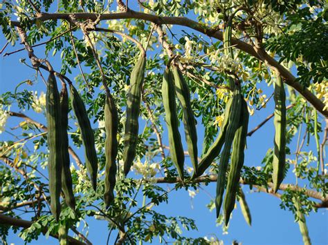 Patrulha Ambiental Itinerante Patrulha Ambiental inicia plantação de