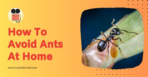 UNVEIL Ant Infestation HAZARDS - Protect Your HOME!