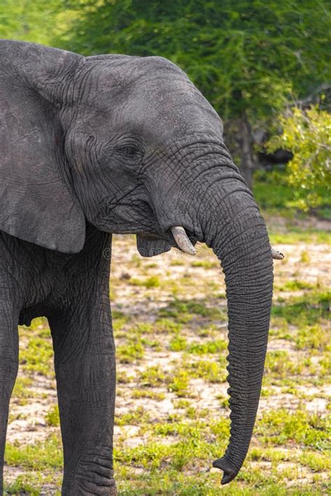 Big FIVE African Elephant Kruger National Park Safari South Africa Stock Photo - Image of ...