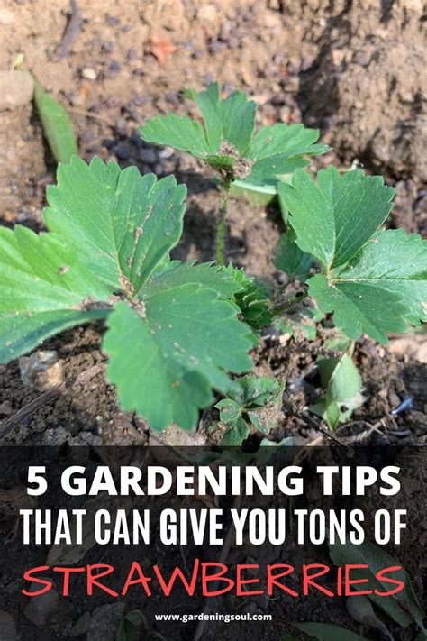 5 Gardening Tips - Gardening Soul