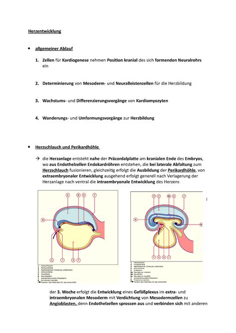 Herzentwicklung Embryologie Im Themenblock 8 Mit Dem Schwerpunkt