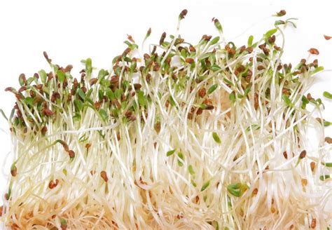 Ensalada De Los Brotes De Alfalfa Foto De Archivo Imagen De