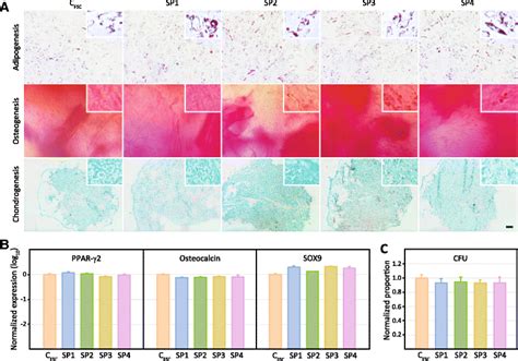 Stem Cell Properties Of The Phenotypically Selected Subpopulations Download Scientific Diagram