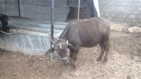 Fattening Part Ii Barik Cattle Farm Karachi Youtube