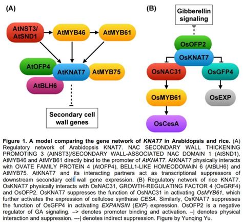 OsKNAT7 bridges secondary cell wall formation and cell growth ...