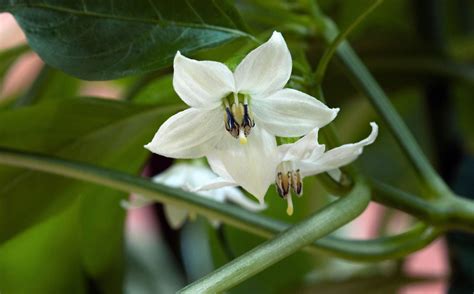 Habanero Plant Flower