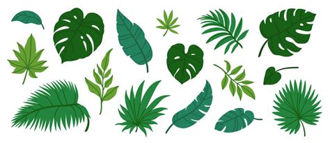 Jungle Leaves Cartoon Background Vector Images (over 6,800)