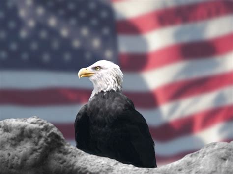 File:Eagle and American Flag by Bubbels.jpg - Wikipedia, the free ...