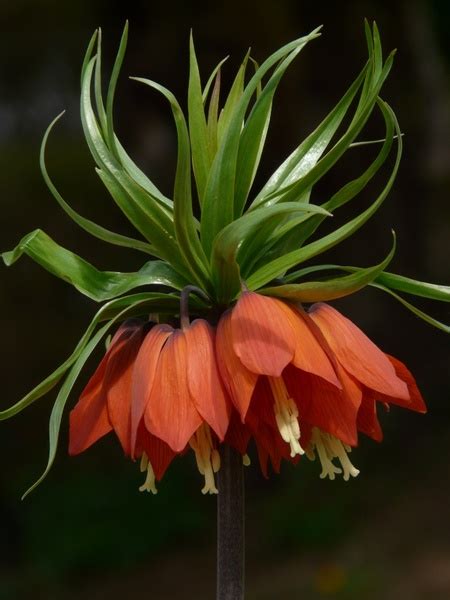 Imperial crown fritillaria imperialis fritillaria Photos in .jpg format ...