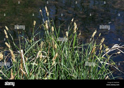 Lesser Pond Sedge Carex Acutiformis Cyperaceae Stock Photo Alamy