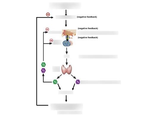 Hypothalamic Pituitary Thyroid Axis Diagram Quizlet