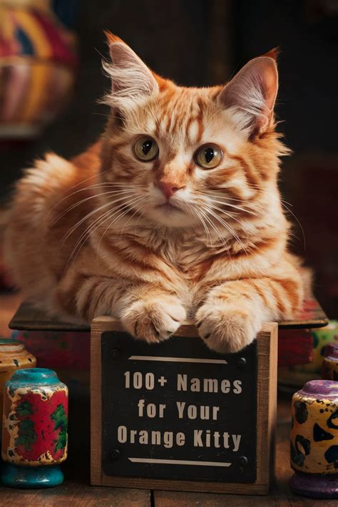 Bright and Bold: 100+ Best Orange Cat Names for Your Ginger Kitty – Artofit