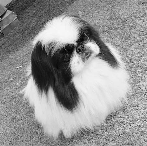 Pin By Bia Maria On ♥ I Love Pekingese ♥ Pekingese Puppies Pekingese