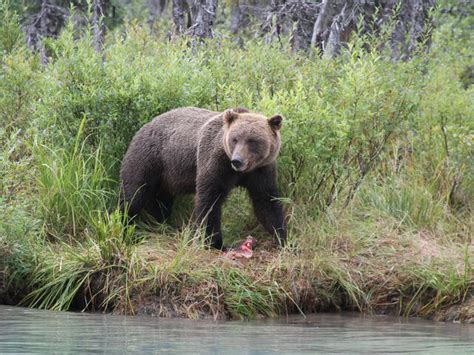 Respectful Wildlife Viewing in Alaska: Do's & Don'ts | Bear Viewing in ...