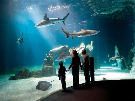 Acquario Di Genova L Eccellenza Italiana In Un Mondo Sommerso