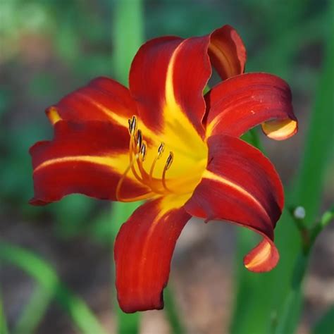 Daylily Autumn Red Day Lilies Easy To Grow Bulbs Bulb Flowers