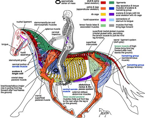 Horse Anatomy Diagrams 3 Horse Anatomy Horse Care Horses