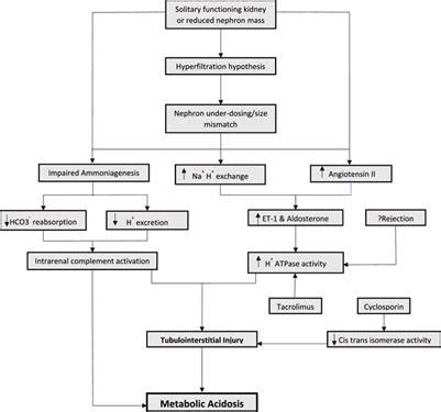 Metabolic Acidosis Pathophysiology Diagnosis And Off