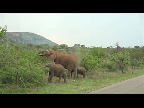 Big Tits Ebony Hottie Fills Up All Holes With My Big Fat White Cock Pov Xvideos