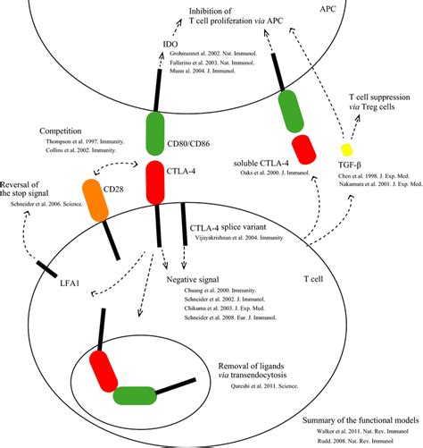 The Functional Model Of Ctla The Main Functions Of Ctla Are