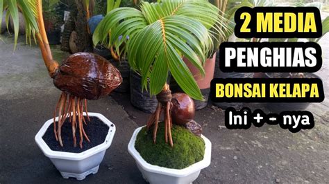 Kelebihan Dan Kekurangan Penghias Media Tanam Bonsai Kelapa