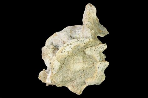 2.7" Primitive Whale (Basilosaurus) Cervical Vertebra - Morocco ...