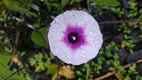 Flor Silvestre Flores Silvestres