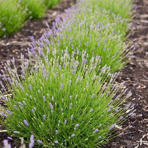 Lavandula Angustifolia Felice Cm Pot Set Van Echte Lavendel