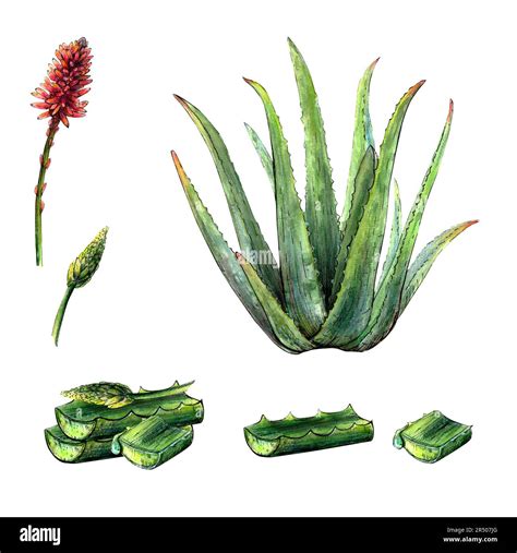 Watercolor Botanical Drawing Of Aloe Vera Plant With Leaves Flowers