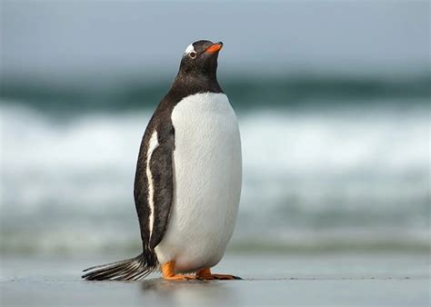 Gentoo Penguin - Facts, Size, Diet, Pictures - All Animal Facts