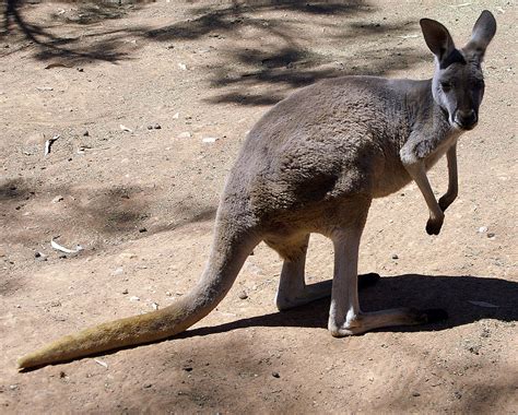 Red Kangaroo | Animal Database | FANDOM powered by Wikia