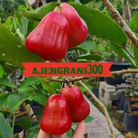 Jual Bibit Jambu Air Citra Shopee Indonesia