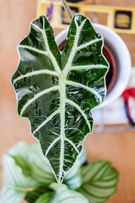 Cuidados De Alocasia Amazonica Alocasia Polly Houseplant Central