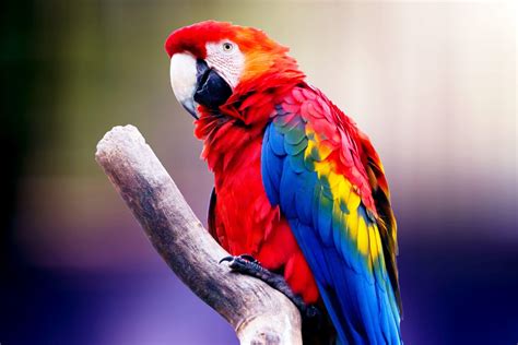 colorful parrot wallpapers top nhung hinh anh dep