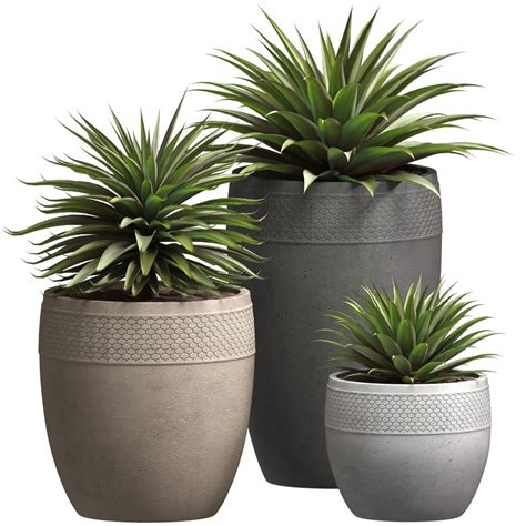 3d Model Beautiful Decorative Agave Plants In Outdoor Pots Turbosquid