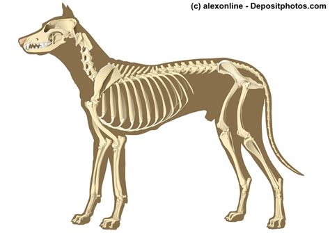 Anatomie Vom Hund Skelett Muskulatur Gebiss Haustiermagazin