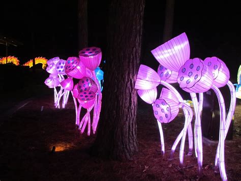 NC Chinese Lantern Festival 2023 in North Carolina - Rove.me