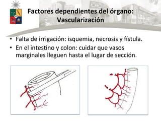 Anastomosis Intestinales PPT Descarga Gratuita