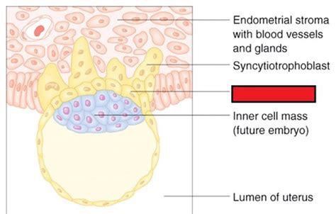 Neurobiology: Overview/Review Flashcards | Quizlet