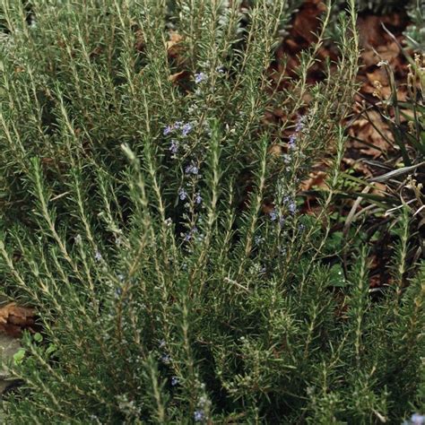 Rosmarinus officinalis 'Blue Lagoon' - Warners Nurseries
