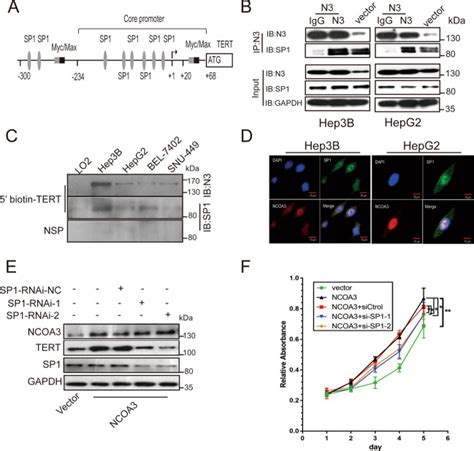 Targeting The Ncoa Sp Tert Axis For Tumor Growth In Hepatocellular