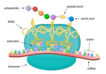 Translation (Protein synthesis) | Class Twelve Biology