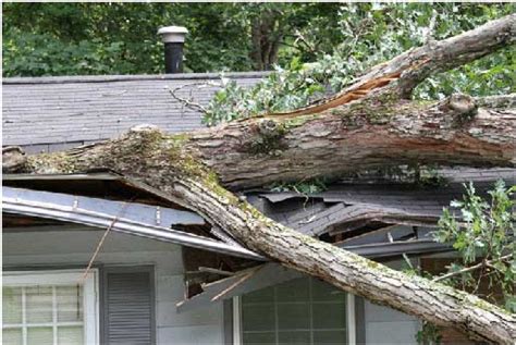 Ways Trees Can Damage A Roof Rhino Roofing