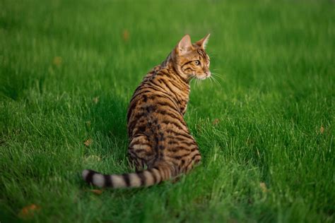 200+ Tiger Striped Cat Names (Best Ideas) - HorseNameIdeas.com