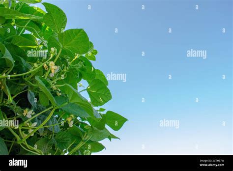 Green beans growing vertically on a trellis Stock Photo - Alamy