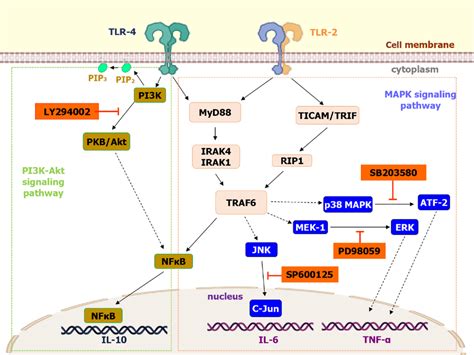 Tlr4 And Tlr2 Cell Signaling Pathways In Normal Subjects Tlr2 And Tlr4