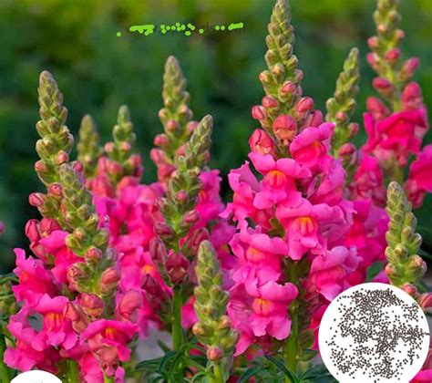 100 Snapdragon flower, assorted colors Mixed Snapdragon Seeds | Flower ...