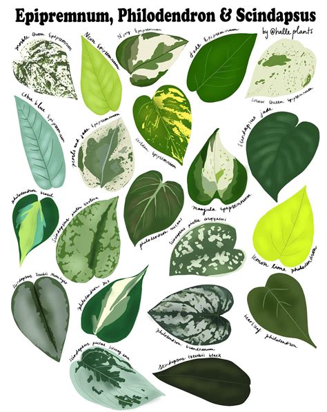 Epipremnum Philodendron And Scindapsus Varieties Plant Identification